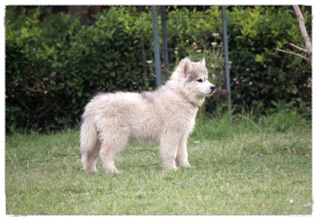 DogsIndia.com - Siberian Huskies - Shikara Huskies - Akershika Mishra