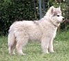 DogsIndia.com - Siberian Huskies - Shikara Huskies - Akershika