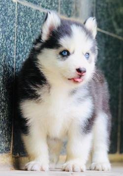 DogsIndia.com - Siberian Husky - Dr. Taranath