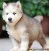 DogsIndia.com - Bangalore Huskies Club - Taranath
