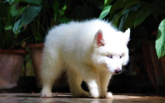 DogsIndia.com - Siberian Husky - Dr. Taranath