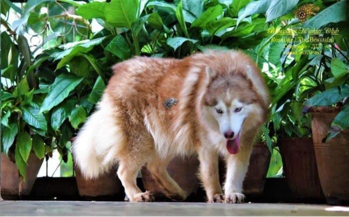 DogsIndia.com - Siberian Husky - Dr. Taranath