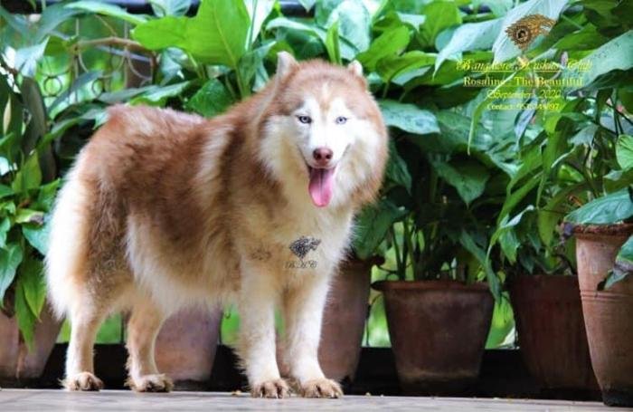 DogsIndia.com - Siberian Husky - Dr. Taranath