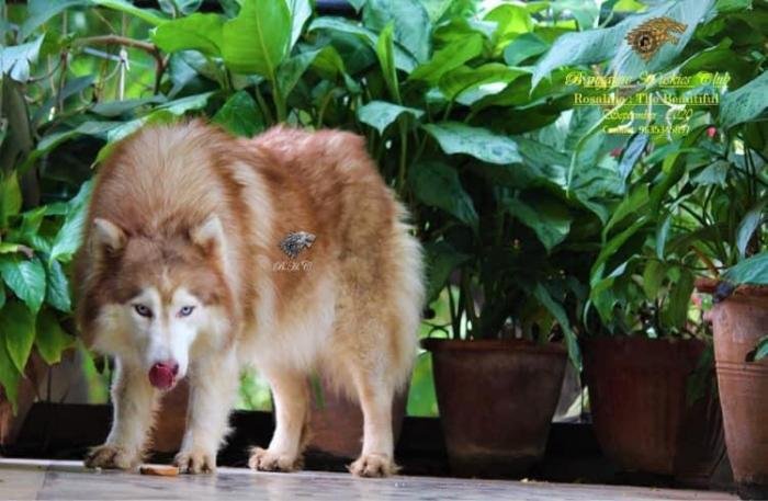 DogsIndia.com - Siberian Husky - Dr. Taranath