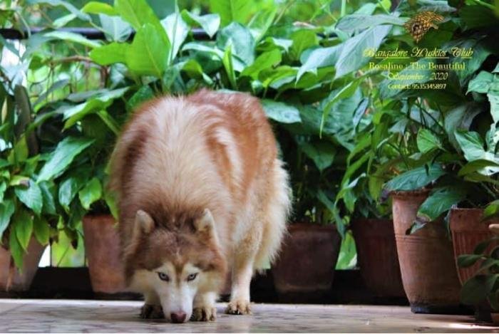 DogsIndia.com - Siberian Husky - Dr. Taranath
