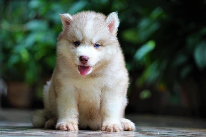 DogsIndia.com - Siberian Husky - Dr. Taranath