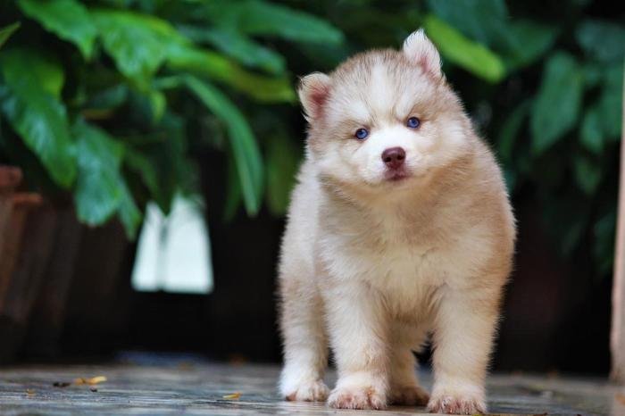 DogsIndia.com - Siberian Husky - Dr. Taranath
