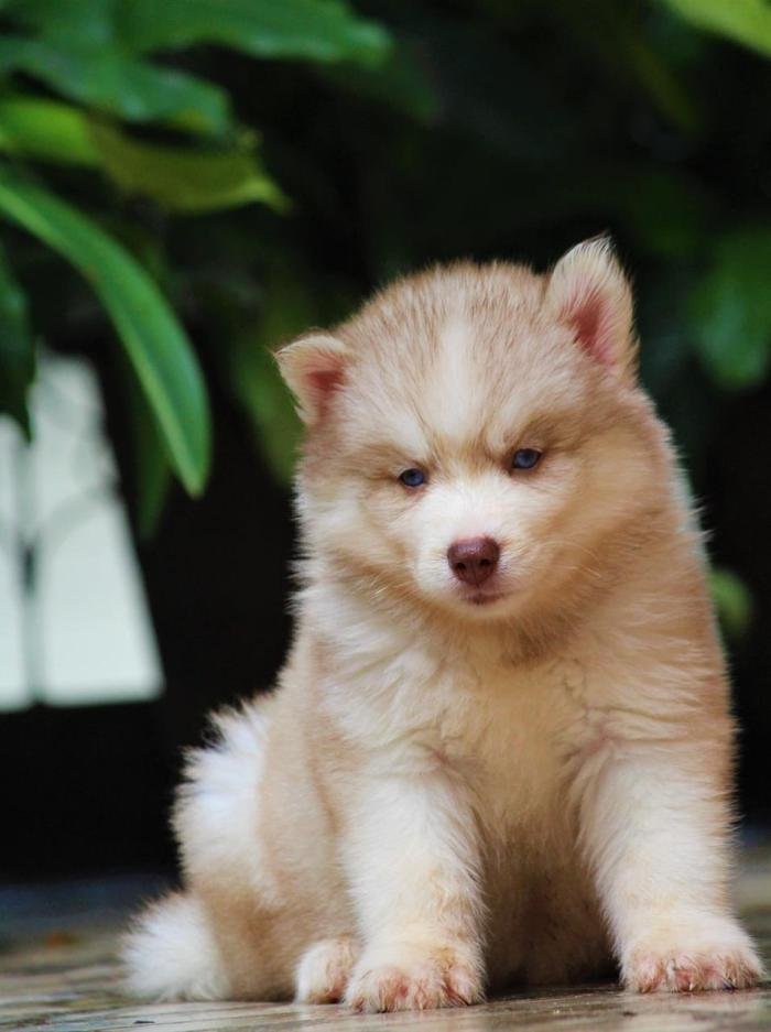DogsIndia.com - Siberian Husky - Dr. Taranath