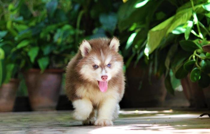 DogsIndia.com - Siberian Husky - Dr. Taranath