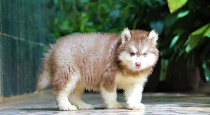 DogsIndia.com - Siberian Husky - Dr. Taranath