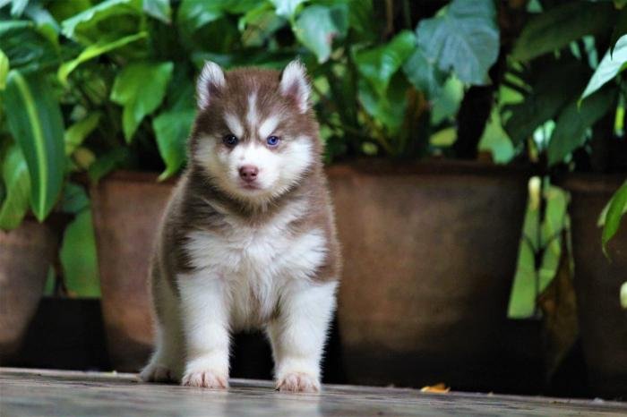 DogsIndia.com - Siberian Husky - Dr. Taranath