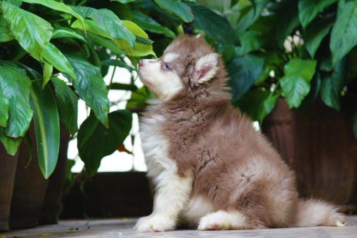 DogsIndia.com - Siberian Husky - Dr. Taranath