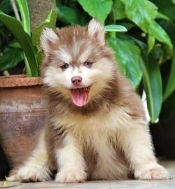 DogsIndia.com - Siberian Husky - Dr. Taranath