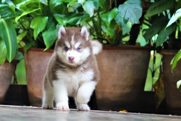 DogsIndia.com - Siberian Husky - Dr. Taranath