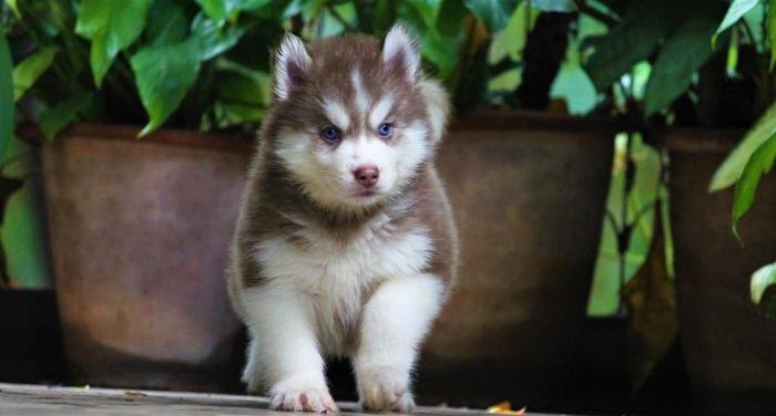 DogsIndia.com - Siberian Husky - Dr. Taranath