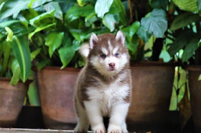 DogsIndia.com - Siberian Husky - Dr. Taranath