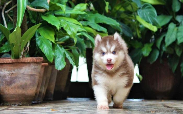 DogsIndia.com - Siberian Husky - Dr. Taranath