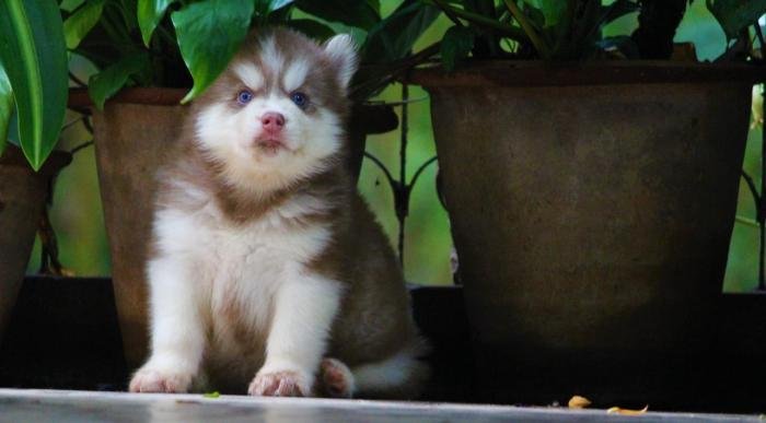 DogsIndia.com - Siberian Husky - Dr. Taranath