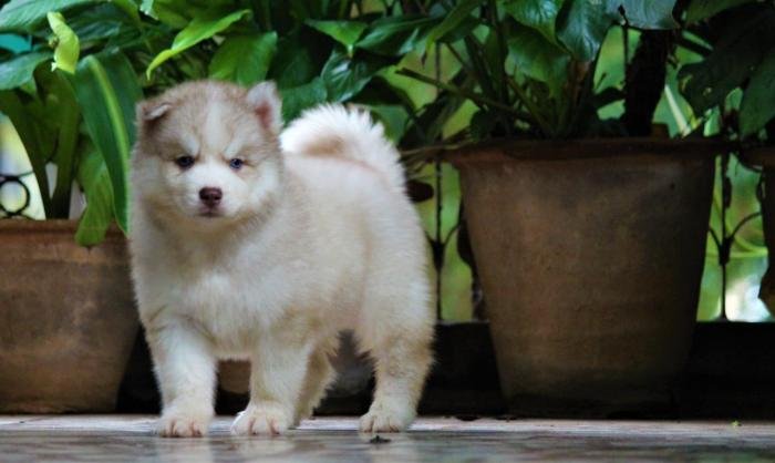 DogsIndia.com - Siberian Husky - Dr. Taranath