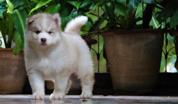 DogsIndia.com - Siberian Husky - Dr. Taranath