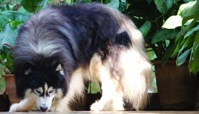 DogsIndia.com - Siberian Husky - Dr. Taranath