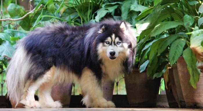 DogsIndia.com - Siberian Husky - Dr. Taranath