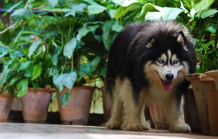 DogsIndia.com - Siberian Husky - Dr. Taranath