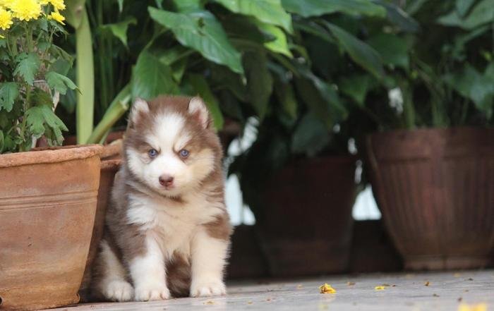 DogsIndia.com - Siberian Husky - Dr. Taranath