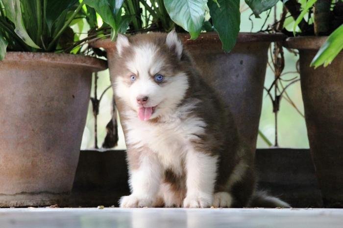 DogsIndia.com - Siberian Husky - Dr. Taranath