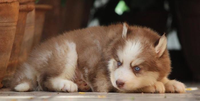 DogsIndia.com - Siberian Husky - Dr. Taranath