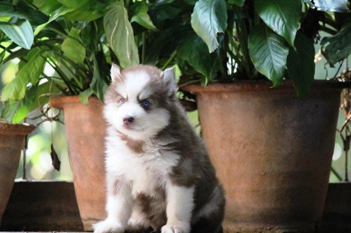 DogsIndia.com - Siberian Husky - Dr. Taranath
