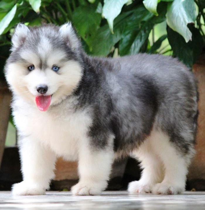 DogsIndia.com - Siberian Husky - Dr. Taranath