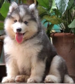 DogsIndia.com - Siberian Husky - Dr. Taranath