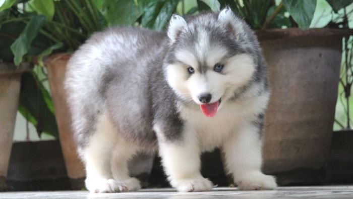 DogsIndia.com - Siberian Husky - Dr. Taranath