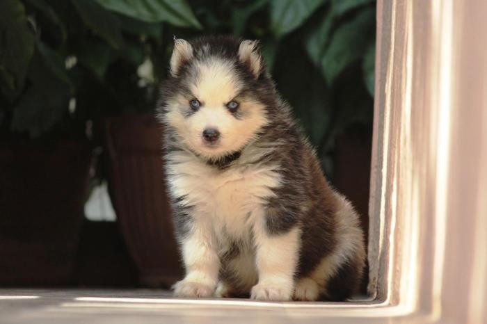 DogsIndia.com - Siberian Husky - Dr. Taranath