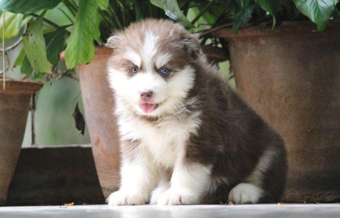 DogsIndia.com - Siberian Husky - Dr. Taranath