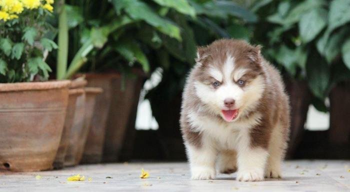DogsIndia.com - Siberian Husky - Dr. Taranath
