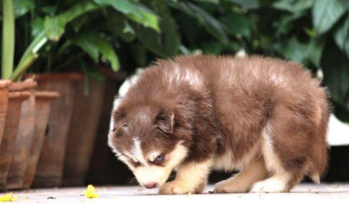 DogsIndia.com - Siberian Husky - Dr. Taranath