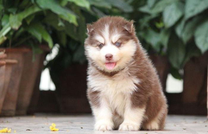 DogsIndia.com - Siberian Husky - Dr. Taranath