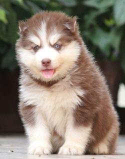 DogsIndia.com - Siberian Husky - Dr. Taranath