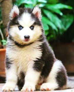 DogsIndia.com - Siberian Husky - Dr. Taranath