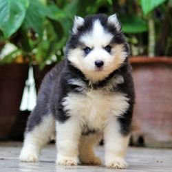 DogsIndia.com - Siberian Husky - Dr. Taranath