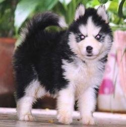 DogsIndia.com - Bangalore Huskies Club - Taranath