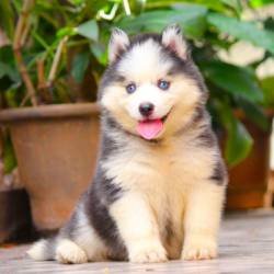 DogsIndia.com - Siberian Husky - Dr. Taranath
