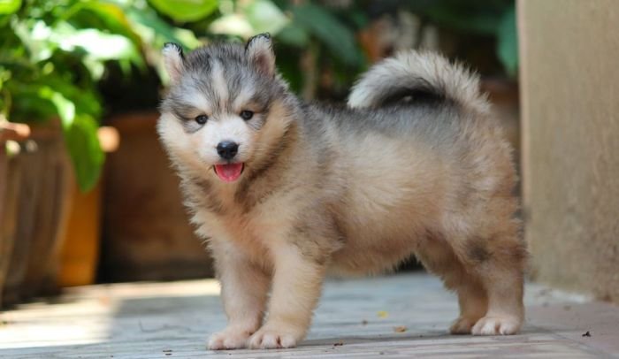 DogsIndia.com Siberian Husky Dr. Taranath
