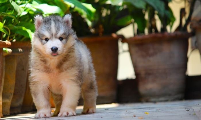 DogsIndia.com Siberian Husky Dr. Taranath