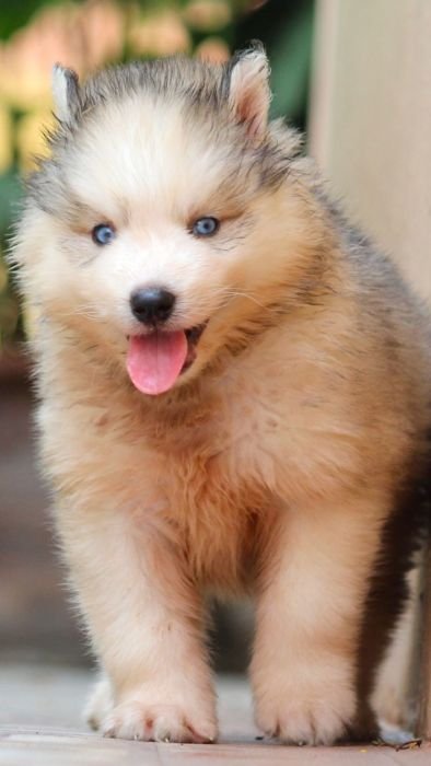 DogsIndia.com Siberian Husky Dr. Taranath