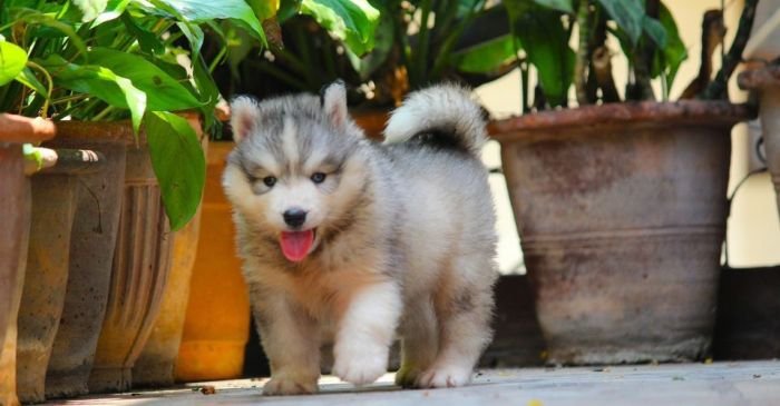 DogsIndia.com Siberian Husky Dr. Taranath