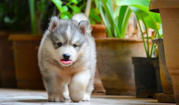 DogsIndia.com Siberian Husky Dr. Taranath
