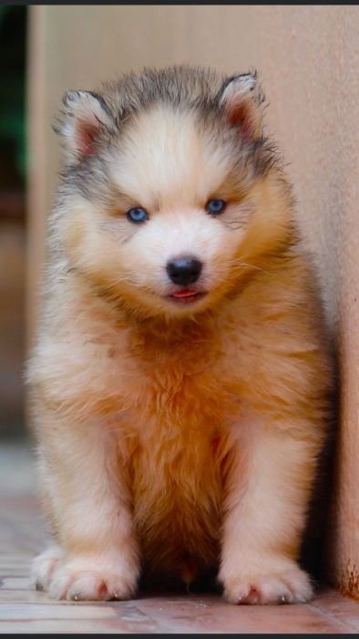 DogsIndia.com Siberian Husky Dr. Taranath